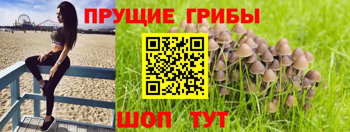 Псилоцибиновые грибы Psilocybine cubensis Канаш